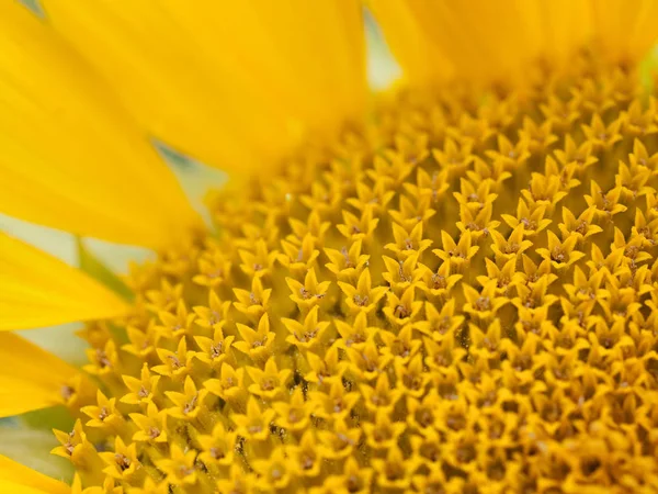 Sonnenblume Nahaufnahme — Stockfoto