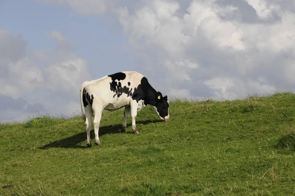 Closeup Cow Wild Nature — Stock Photo, Image