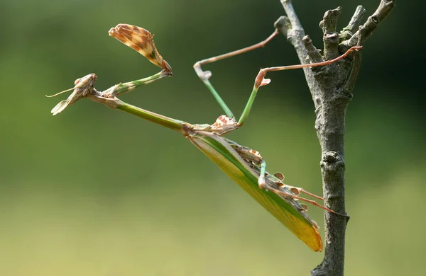 Vue Rapprochée Insecte Nature — Photo