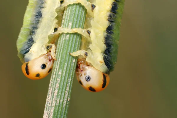 Raupenwurm Naturinsekt — Stockfoto