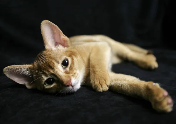 Abyssinian Cat Black — Stock Photo, Image