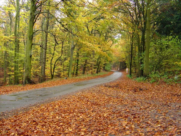 Forêt Automne Feuilles Saison Automne — Photo