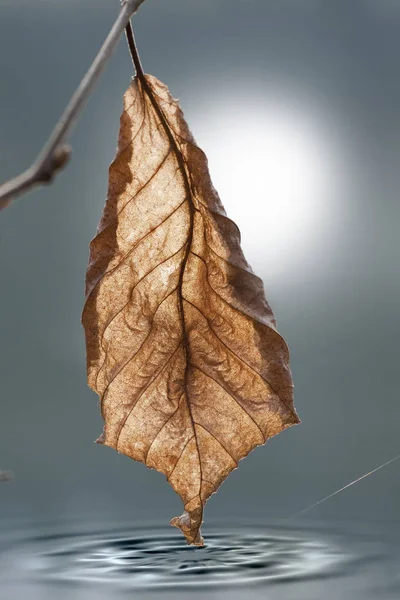 육질의 분위기 선택적 — 스톡 사진