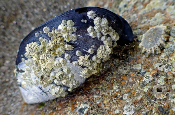 Горбатый Кит Хвост Океанской Воде Кит — стоковое фото