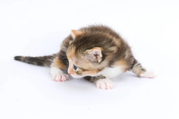 Portrait Cute Cat — Stock Photo, Image