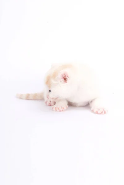 Portrait Cute Cat — Stock Photo, Image