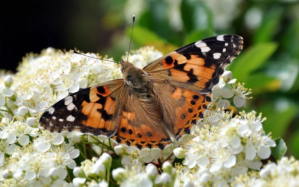 彩纹女士蝴蝶在花上 — 图库照片