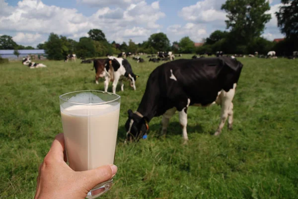 Domestic cattle on a pasture