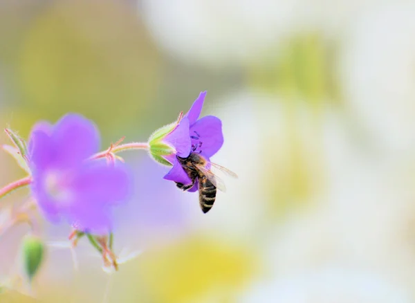 Biene Auf Blume — Stockfoto