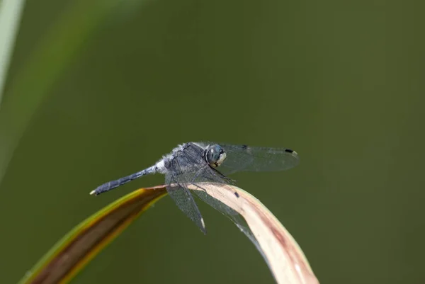 Owady Ważki Przyroda Entomologia — Zdjęcie stockowe