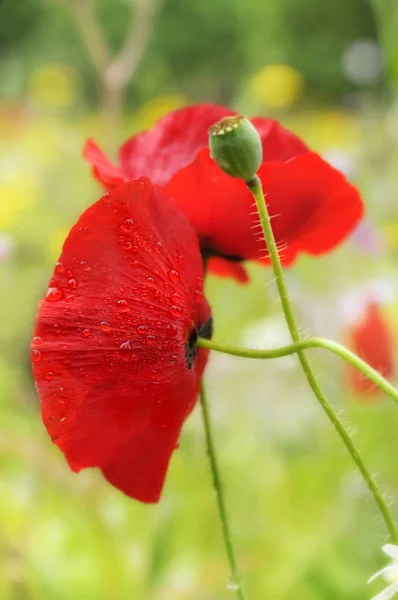 Närbild Vackra Vilda Vallmo Blommor — Stockfoto