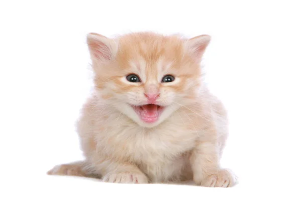 Portrait Cute Cat — Stock Photo, Image