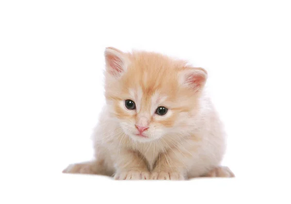 Angora Gatinho Branco — Fotografia de Stock