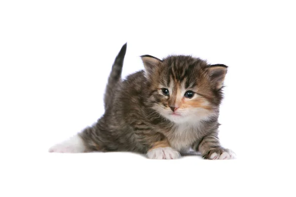 Chaton Forêt Norvégienne Sur Blanc — Photo