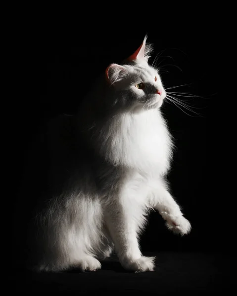 White Maincoon Cat Black — Stock Photo, Image