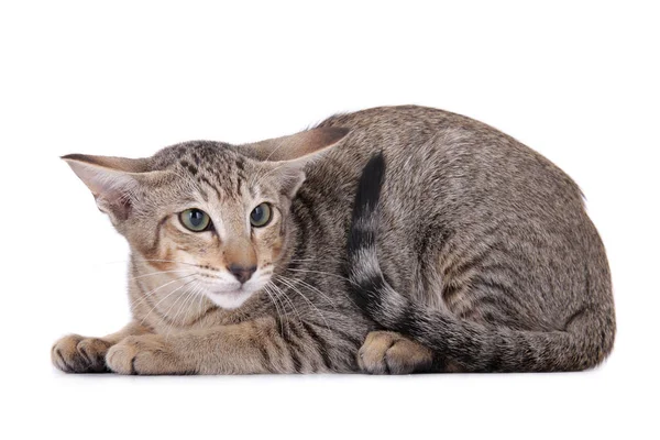 Retrato Lindo Gato — Foto de Stock