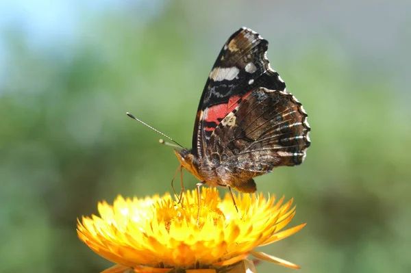 Çiçek Üzerindeki Kelebek Doğadaki Kelebek Böceği Bitki Örtüsü Hayvan — Stok fotoğraf