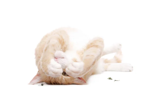 ラペルム猫高いですオンキャッツ — ストック写真