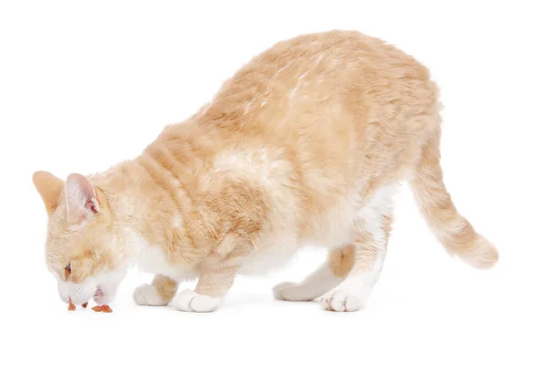 Potret Seekor Kucing Yang Lucu — Stok Foto