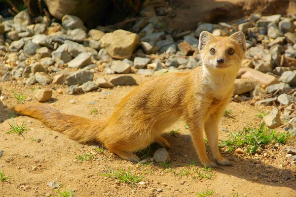 Vacker Utsikt Över Mungo Vild Natur — Stockfoto