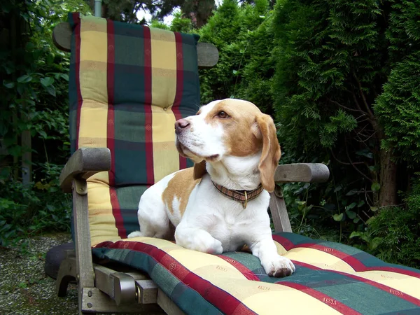 Porträtt Söt Och Bedårande Beagle Hund — Stockfoto