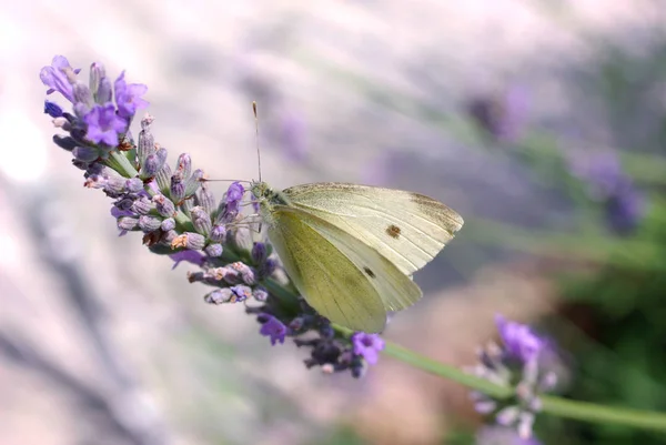 Vue Rapprochée Beau Papillon Coloré — Photo