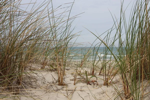 Sanddyner Hav Och Starnd Som Denmark Bilstrand Blokhus Saltum — Stockfoto