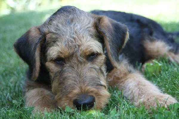 Visão Cênica Cão Cachorrinho Bonito — Fotografia de Stock