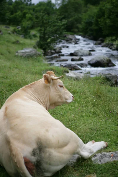 Vaca Deitada Grama Perto Rio Montanha — Fotografia de Stock
