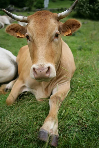 Vaca Deitada Relva — Fotografia de Stock