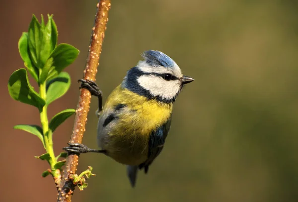 Malowniczy Widok Piękny Ptak Titmouse — Zdjęcie stockowe