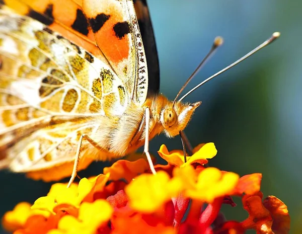 Vista Primer Plano Hermosa Mariposa Colorida — Foto de Stock