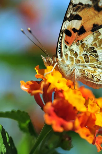 Closeup View Beautiful Colorful Butterfly — Stock Photo, Image