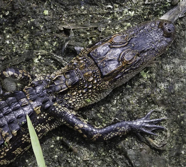 Krokodyle Aligatory Dzika Przyroda Niebezpieczny Gad Drapieżnik — Zdjęcie stockowe