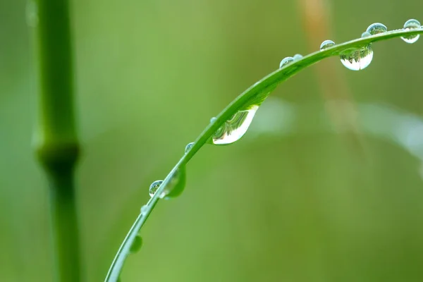 Erba Con Gocce Acqua Macro — Foto Stock