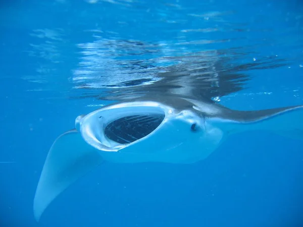 Manta Ray Peixe Debaixo Água Águas Profundas — Fotografia de Stock