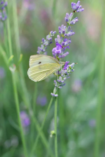 Vista Primer Plano Hermosa Mariposa Colorida — Foto de Stock