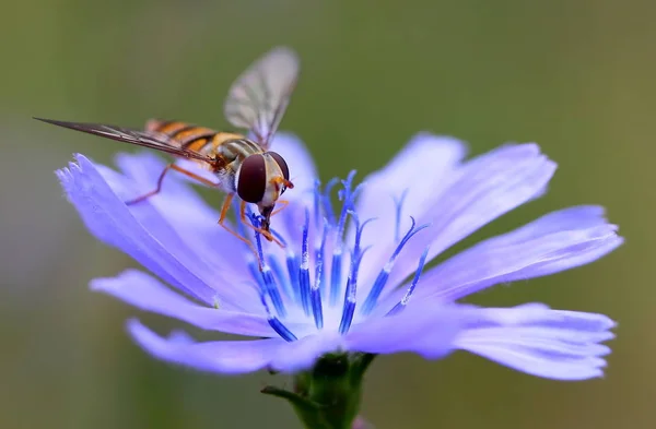 Společný Feldschwebfliege Eupodes Corolla — Stock fotografie