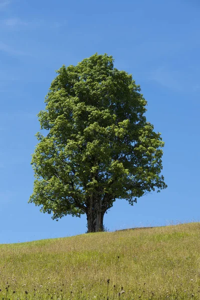 Sycamore Bavaria Tree Year — Stock Photo, Image