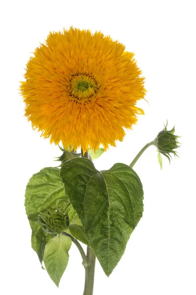Teddy Flower Filled Sunflower — Stok Foto