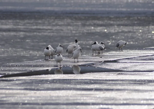 Sonnenplatz Seagulls Freezing Morning March — Stock Photo, Image