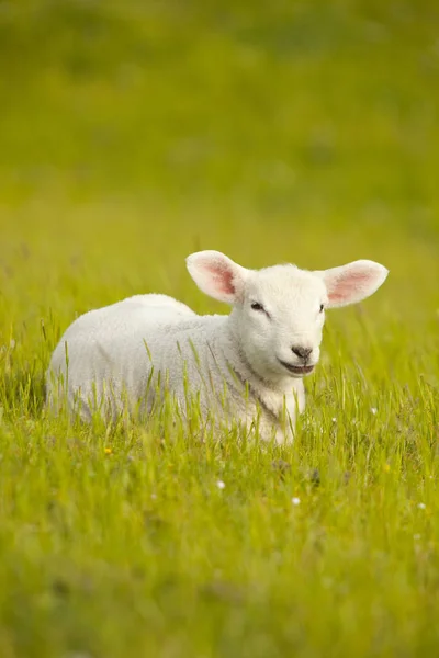 Domestic Sheep Pasture — Stock Photo, Image