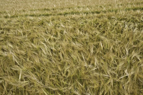 Paisagem Agrícola Rural Cultivo Cereais — Fotografia de Stock