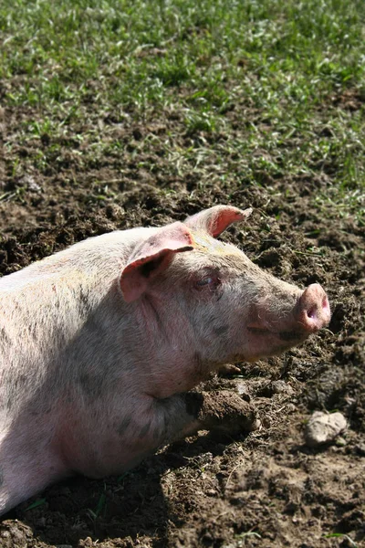 Pecuária Doméstica Pastagem Agrícola — Fotografia de Stock