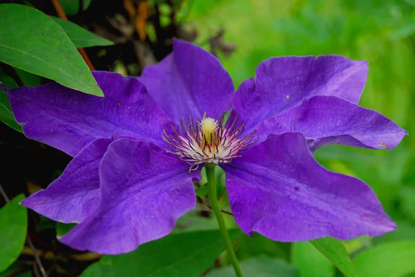 Flora Pétalos Flores Planta Botánica —  Fotos de Stock