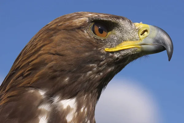 Scenic View Beautiful Eagle Bird Nature — Stock Photo, Image