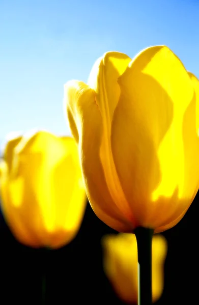 自然のチューリップの花の美しい景色 — ストック写真