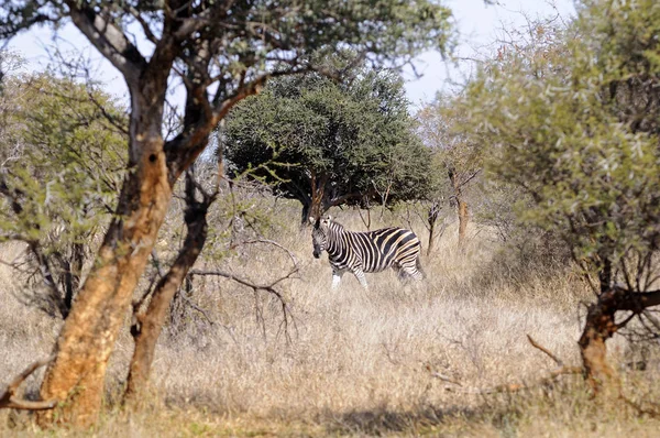 Zebra Itt Buschsavannne Afrika — Stock Fotó