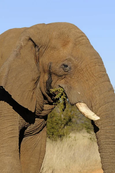 Porträt Eines Afrikanischen Elefanten — Stockfoto