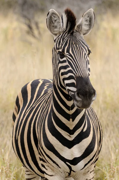 Porträt Eines Zebras Afrika — Stockfoto